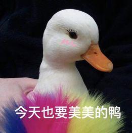 吃瓜鹅每日爆料小黄鸭睡前喝酒,揭秘娱乐圈神秘生活