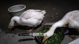 吃瓜鹅日常爆料是真的吗,真相还是谣言？
